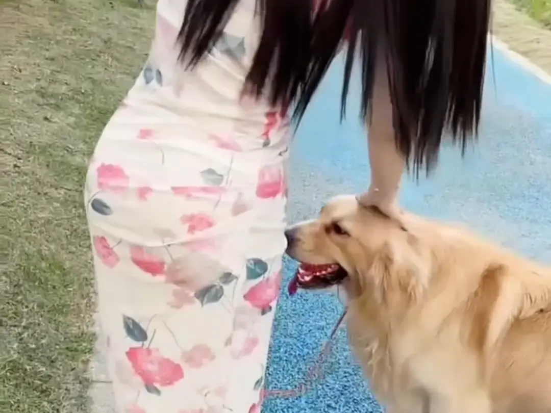 抖音香香公主,爱犬金毛,科普视频,直播回放相关资源图片